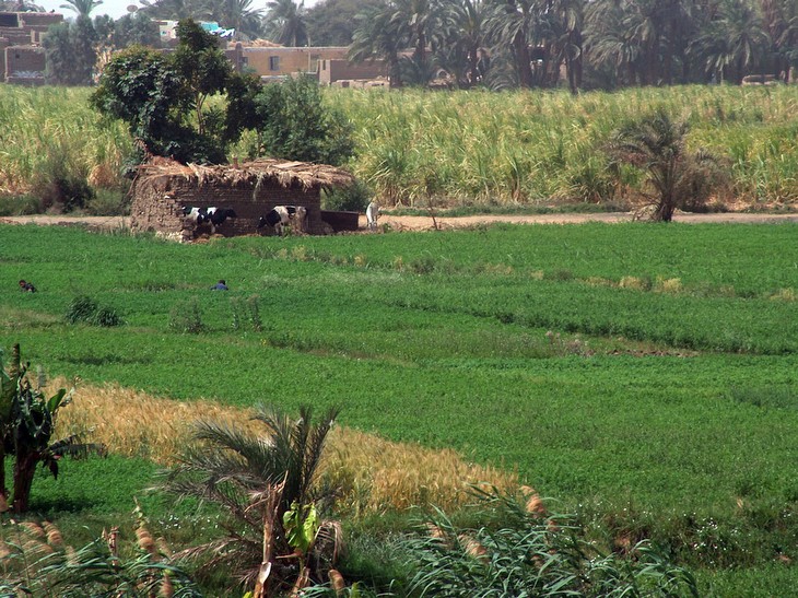 Espacios agrarios en los alrededores del río Nilo (Egipto)